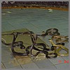 the 5th day . going back to bangkok . the snake show.(67.6 KB)